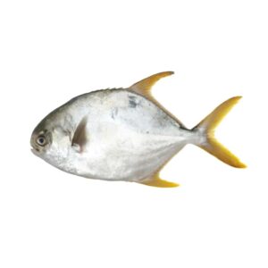 Golden Pomfret 500-600g 10kg LOOSE