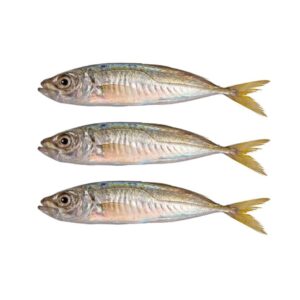 Horse Mackeral 20kg