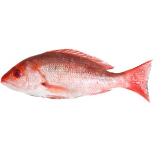 Red Snapper 1 BOX (10KG)