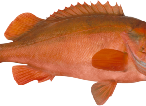 Redfish H&G 300-500G 3X7KG Marinus