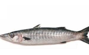 WHOLE ROUND BARRACUDA 1000-2000