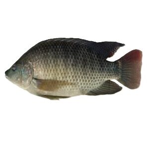 Whole Tilapia 300g-500g 2x2-2.25kg bags