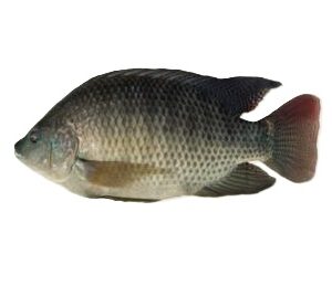 Whole Tilapia 500g-800g