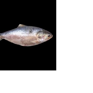 hilsa fish