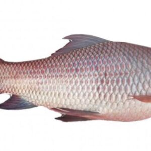 ROHU WHOLE 18KG 3UP