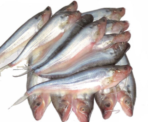 CF FARMED PABDA WHOLE 500X12