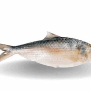 CF HILSHA BURMESE SPECIAL PACK