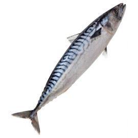 Crown Farm Iqf Indian Mackerel 6-8 800g x 10