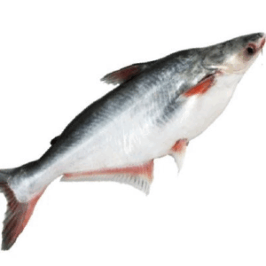 Pangash Whole Gutted 800g+ 10kg